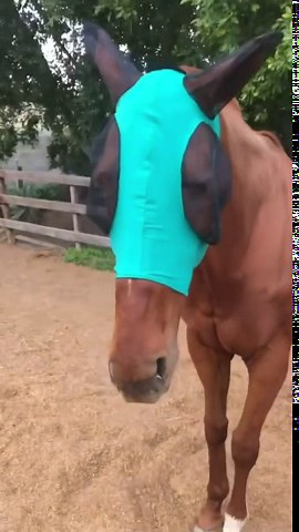 MAMI&BABI Horse Fly Mask-Fly Masks for Horses with Ears-Comfortable&Elasticity Lycra Fly Masks for Pony Horse Donkey