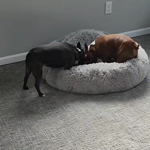 Boys will be boys. | Boston the Boston