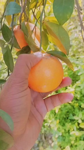 2.2K views · 109 reactions | سرگودھا کا کنو مکمل تیار ہے #sargodha #kinnow #villagelife | Village Life with Safdar | Facebook