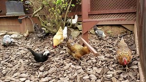 We use large pine bark nuggets in our big run that is exposed to the elements. It helps with mud during rain. Also "hides" wild bird seeds we toss in every morning. What the chickens don't find now, germinates and sprouts- more food for them later 😁 | Two Creative Chicks