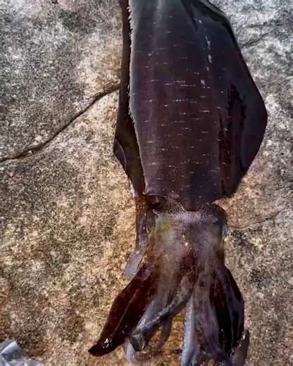 152K views · 368 reactions | Squid Color Changes While Cleaning #SquidReaction #ColorChange #SeafoodPrep #OceanLife #MarineBehavior | Deep Dive News | Facebook