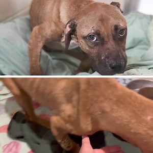 2.9K views · 240 reactions | In a crowded local shelter, a small,...