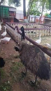 Inside the World's Most Bizarre Zoo