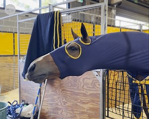 12K views · 281 reactions | GIRAFFE?漣 DOG?  CAMEL?  Or HORSE?  G1 winner Helene Charisma, who won the 2016 Grand Prix de Paris when named Mont Ormel, will do anything he can to get a carrot! 凌 Hillview Thoroughbreds HKJC Racing Sports France Galop | World Horse Racing | Facebook