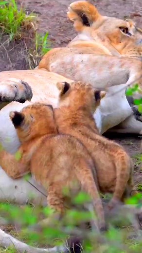 7.9K views · 221 reactions | Lion cubs feeding milk from mother #shorts#baby#lion | The Lion | Facebook