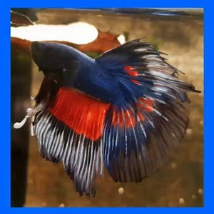 We vieren het weekend met heel veel mooie mannen 😉. #bettafish #bettasplendens #betta #bettas #bettasplendensforsale #bettafishtank #siamesefightingfish #kempvis | Aquarium Coenen