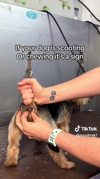 How to Express Your Dog's Anal Glands Safely