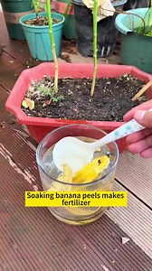 27K views · 184 reactions | Gardening101 #homemade #fertilizer #gardening #gardeningtips | Garden Lovers | Facebook