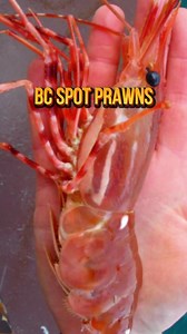 Deep fried spot prawn heads Crispy & Tasty! #prawns #food #foodie #foodblogger #foodblog #deepfried #yummyfood #seafoodlover #seafood #saltpepper #fullhappybelly #easyrecipes #recipes #cookingathome #cooking #homemadefood #homecooking #homecooked #easyrecipeschallenge | Fullhappybelly