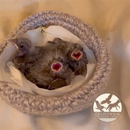 2K views · 62 reactions | House Finches are altricial, meaning that when they are born, their eyes are closed, they cannot regulate their own temperature, and they are without feathers or hair. The first feathers come in as fluffy "down" and as they mature, they will grow firmer adult feathers. Generally female House Finches will lay 2-6 eggs per clutch . | California Wildlife Center | Facebook