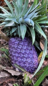 purple pineapple💜 #fyp #reelsfb | Aprilianus Fernando