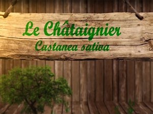 Châtaignier commun, Castanea sativa : fiche botanique