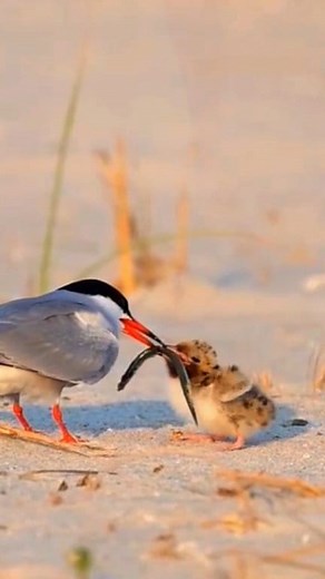 An interesting behavior observed in Common Terns is the active involvement of the female bird in nourishing her chicks. This nurturing action entails the mother providing essential nutrients to her offspring, highlighting the species' commitment to ensuring the well-being and growth of their young. #commontern #birds #instagram | Bird Lovers