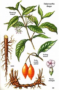 Tabernanthe iboga - Alchetron, The Free Social Encyclopedia
