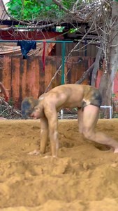 16K views · 2.5K reactions | Practice everyday  #instagram #yoga #workout #yogateacher #flexiblity #gymnastic #balance #gymnastics #gymnasium #gymrat | Immortal Yogi Akash | Facebook