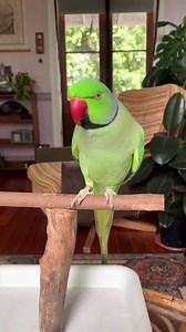 32K views · 1.1K reactions | Salvador waves, handshakes and asks for kisses. #parrot #smartparrot #cute #adorable #talkingparrot #PetFamily #bird #funny #parrotlover #trending | The Blue Bird | Facebook