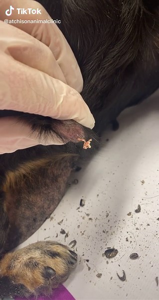 Always be sure to have lumps and bumps that pop up on your furry friends vet checked! #cyst #pethealth #veterinarymedicine #popit #dog #pimplepopper