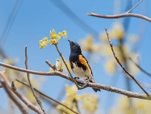 How to Identify an American Redstart