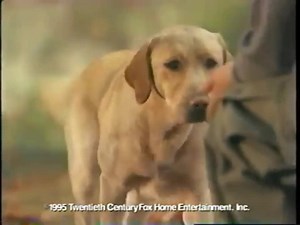 Far from Home: The Adventures of Yellow Dog Trailer | Retro Junk