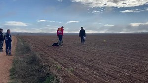 Wusv Lerma 2021 Alejandro Menchero A86 #deutscherschäferhund #wusv2021 #wusvlerma2021 #spain #Lerma #Spain | Real CEPPA Pagina