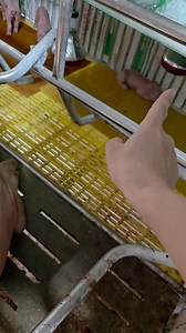 27K views · 313 reactions | Đẻ 1 đàn tổng 18 con đều tăm táp, thừa 4 con, bác nào lấy được ib ngay | Người Chăn Nuôi | Facebook