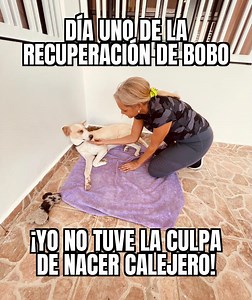 Día uno de la recuperación de Bobo | Luis Rescatando Perritos