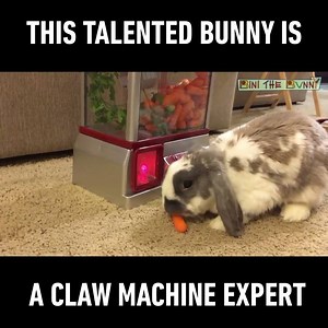 A hard-working bunny who actually works for his food! 🥕 Credit: Bini the Bunny 🐰 | 9GAG