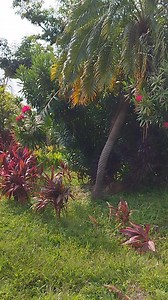 🌳🍀🌺🌼🌷Parte de la flora del Parque Papagayo Acapulco 🌿🌺🌸🌹 | Parque Papagayo Acapulco