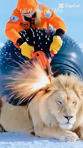 8.5K views · 132 reactions | Against All Odds:How a Fawn's Call Saved a White Lion #animalrescue #polarrescue #whitelion | เที่ยวทั่วโลกกับ CP Holidays | Facebook