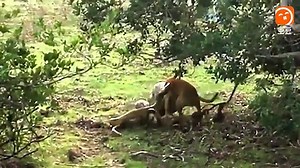 Lucky dog ​​when exiting the Python