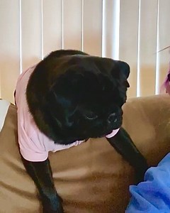 60K views · 1K shares | I’m a Russian Wolfhound -Ms Worldwise  #sassysaty #crazyrussian • • • • • #pugworld#puppy#followpug#notoriouspug#cutepetclub#badasspugclub#squishyfaces#toocute#9gagpets#blackpug#pugloversonly#thetomcoteshow#9gagcute#mopstagram#pugoftheday#pets#pugtohug#dogstagram#mops#pugstagram#pugsofig#worldofpug#blackdogs#dogloversclub#speakpug#pugsrule | Chubbs the Wampug | Facebook