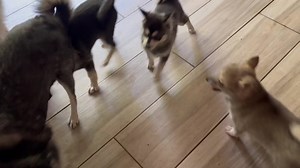 Small puppy play today very active gets Roana being the boss of the puppies. Adara still in the search for his forever | Mini Husky country in Oregon & N. CA | Facebook