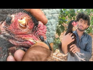 CORYZA in Chickens | Coryza Causes, Signs, Symptoms,How To Help Her |Aamir rajpoot aseels