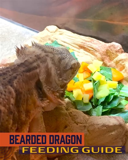🐉 Mastering Nutrition: Complete Bearded Dragon Feeding Guide! | Magic Hands Creations