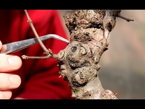Repotting a Norway Maple Bonsai, April 2016