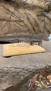 66K views · 966 reactions | These monitors 年 didn’t want to let go! Lol!  All three of these little guys are Asian water monitors They ar | Domingueze | Facebook