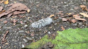 Fall is a great time to scan the gravel or paved trails for caterpillars in search of a spot to hibernate. This hickory tussock moth caterpillar is in search of a location to spin the cocoon it will stay encased in until next spring when it emerges as an adult moth. Their white and black hairs act as a defense to predators because they cause irritation to the mouth and eyes. | Lake Metroparks