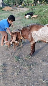 May bisita ta mga ka idol halin Pani Pakistan mapa kasta lng sa iya kanding KY oscar #hastag #StarSender #everyonehighlightsfollowerseveryonehighlightsfollowerseveryone #followerseveryone | Bromel Guanzon Laysa