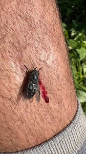 716K views · 5K reactions | Add Montana Vampire Fly to the list of things I’ve let drink my blood. Now there is a mutant fly buzzing around out there that has morphed into part insect part Peterson. Does the bite itch 48 hours later, HECK YES IT DOES! | Coyote Peterson | Facebook