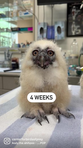 POP! Owl chicks accumulate weight extremely quickly in their first few months of life. This spectacled owl chick weighed 45 grams at hatching, and has increased its weight over tenfold in four short weeks to 550 grams. Wow! Adult spectacled owls typically weigh between 600 and 1,000 grams. What a transformation!(PS… check out those talons on the owlet)...#spectacledowl #babyseason #beforeandafter #owls #AvianConservationCenter #BirdsofPrey #aviary #explorecharleston #exploremountpleasant #charle