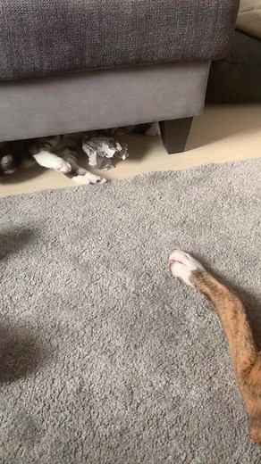 Rose Modrock on Reels