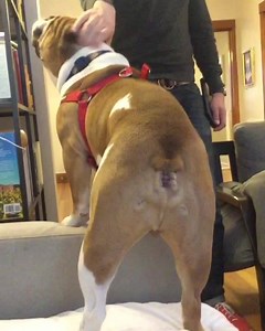 3.3K views · 167 reactions | Adoptable Bruno and his balancing act. | Chicago English Bulldog Rescue, Inc. | Facebook