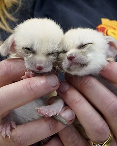 Just look at these precious fox kits 🦊🥰 | Love This