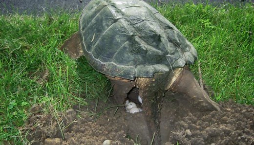 How To Check & Care For A Pregnant Turtle (Gravid) - All Turtles