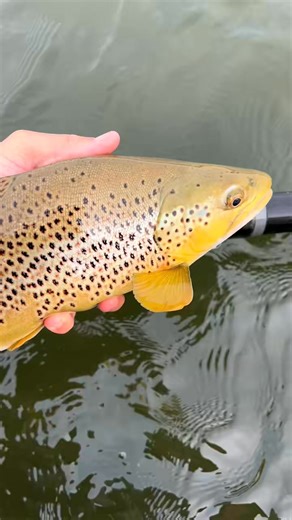 Another great trip to the North Platte River in Casper, Wyoming! Tons of great fish, gorgeous scenery, and beautiful wil | Aldair Ferrebus