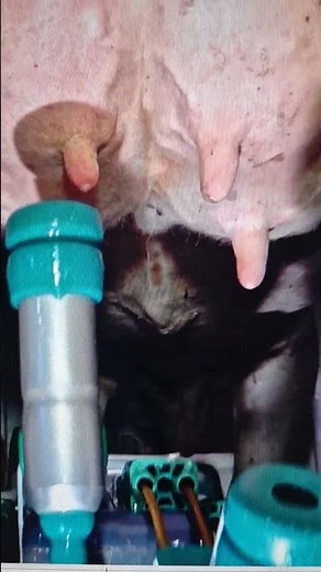 Innovation in der Melktechnik #farming #landwirtschaft #agriculture #cow #farmer