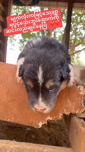 မျက်လုံးကဖြင့်သေချာမပွင့်သေးဘူး အောက်ကိုဆင်းလည်ချင်နေပြီ ❤️❤️❤️ | SOLO BURMA