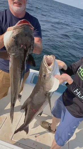 When the bite’s hot, we’re not talking — we’re catching. 🤪🔥 Thinking about booking our 8HR Trophy Trip? We’ll work hard to give you a day worth remembering! 🎣💯 #CobiaCatch #SnapperStacked #GulfCoastFishing #FishingReel #HookedUp #SaltwaterSlam #FishingLife #CatchEmAll #OffshoreAction #BoatLife #TwoAtOnce #BiloxiFishing #BigFishEnergy | Mississippi Gulf Coast Fishing Charters