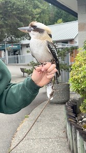 What do you call a kookaburra that laughs at bad jokes? A silly “koo-koo”-burra!#InternTakeover 📷: Filmed & Edited by Intern Abby | Cougar Mountain Zoo