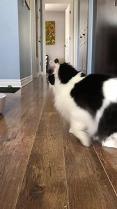 4K views · 426 reactions | The fluffy slide | The Oreo Cat | Facebook